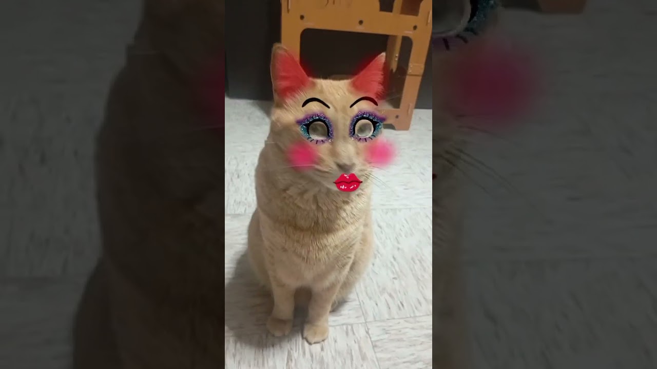 Retoques Naturales 😂 #love #cat #reels #gatos #viralvideo #catlover #pets #shorts #humor #max #amor