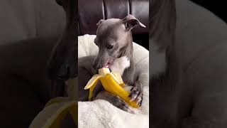 Banana  #italiangreyhound #iggy #dog #greyhound #cutedog #dogclothes #pet #doglife #dogclothes