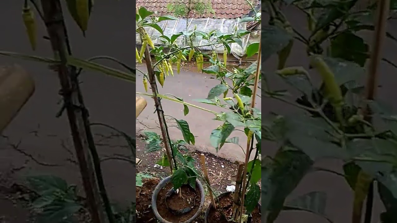 Cara Menanam Cabe 