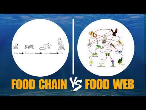 DIFFERENCE BETWEEN FOOD CHAIN AND FOOD WEB