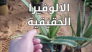 صبار يشبه الالوفيرا الحقيقية الفرق بين الالوفيرا الحقيقية والمزيفة