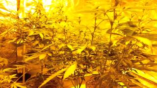 Dte genetics