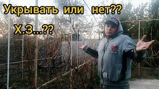 ЧТО БУДЕТ ЕСЛИ не УКРЫТЬ ВИНОГРАД на ЗИМУ