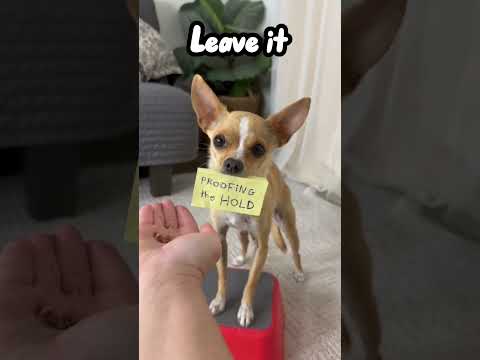 Epic the Chihuahua learning to hold a post it! - Chihuahua Dog Training Tricks