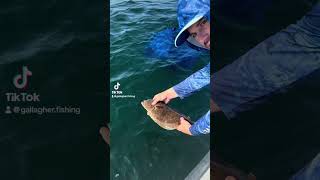 Summer Flounder (Fluke) Released