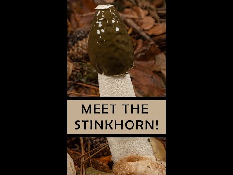 Video: Stinkhorn Göbələklərinə Nəzarət - Stinkhorn Göbələklərindən Necə Qurtulmaq olar