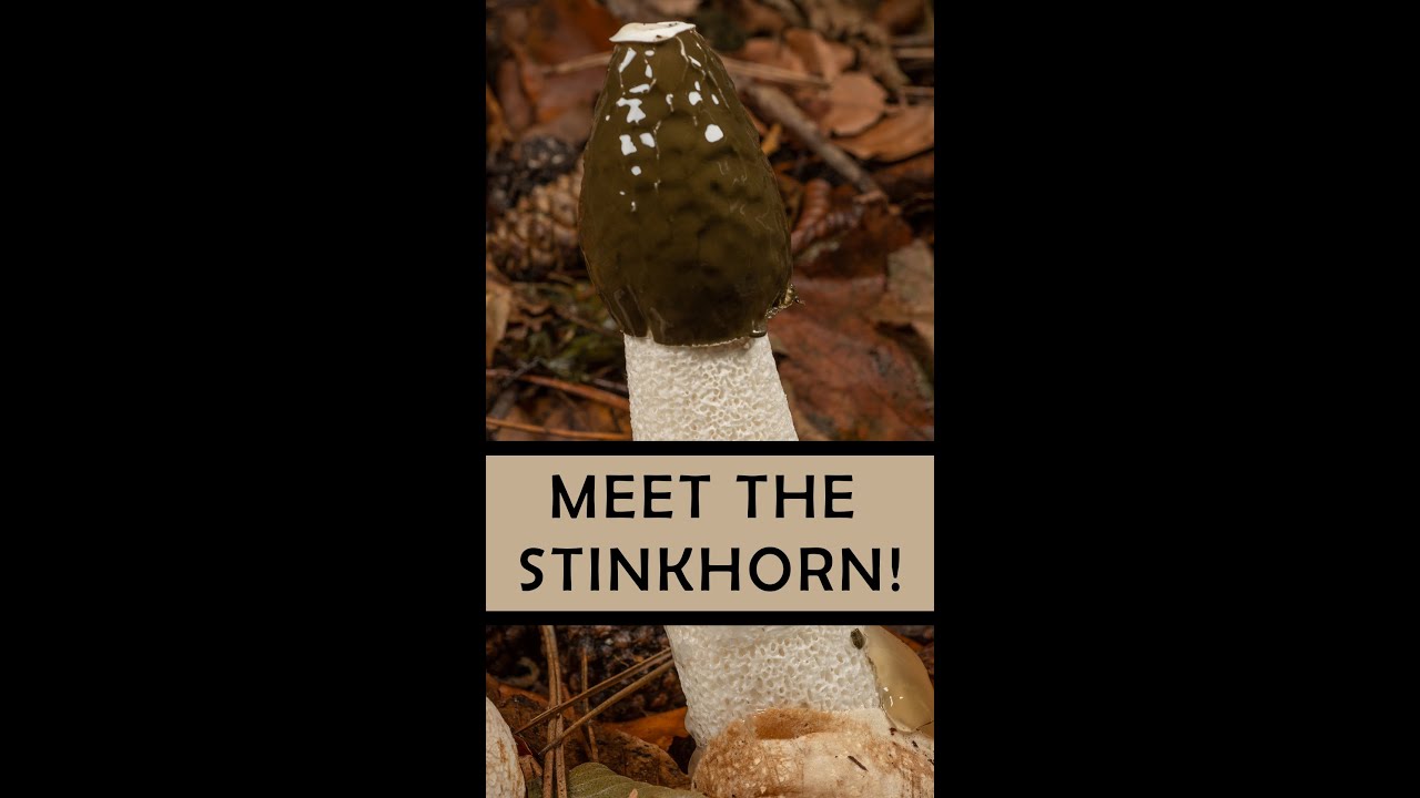 Meet the Stinkhorn!
