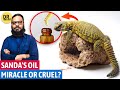 Sande ka tel ki haqeeqat  sanda oil does it work  spinytailed lizard oil  dr ibrahim