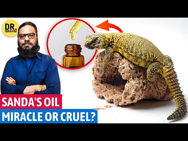 Sande Ka Tel Ki Haqeeqat | Sanda Oil: Does it Work? | Spiny-Tailed Lizard Oil | Dr. Ibrahim class=
