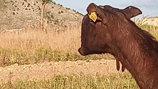 Halep Cebiş Seçiminde Nelere Dikkat  Etmeliyiz