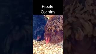 Which Bantam Cochin Color Is The Cutest? screenshot 5