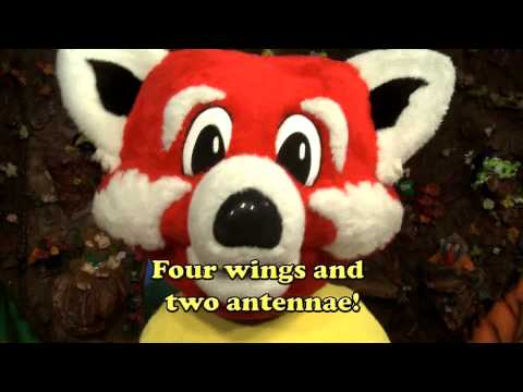 "Head, Thorax, & Abdomen" the insect song, The roc...