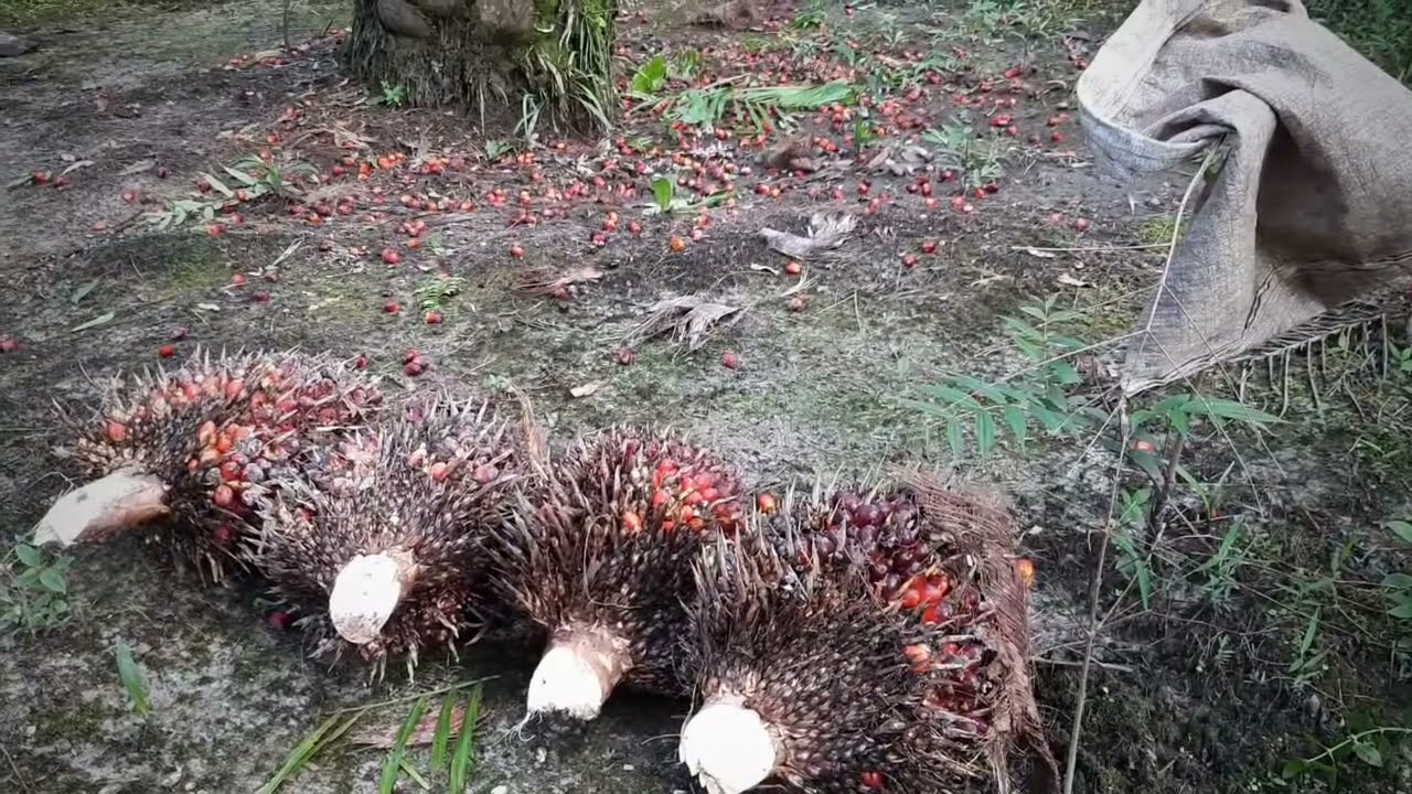 Pemanen Muda Memanen Buah Kelapa Sawit Pokok Tinggi  YouTube