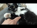 Cat logic big belly rubs  no  small belly rubs  allowed