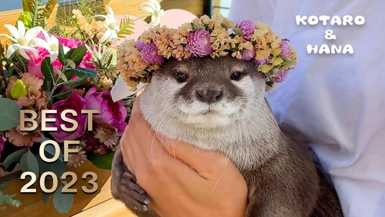 カワウソ太郎さん専用 Otter Kotaro Best Moments of 2020 - YouTube