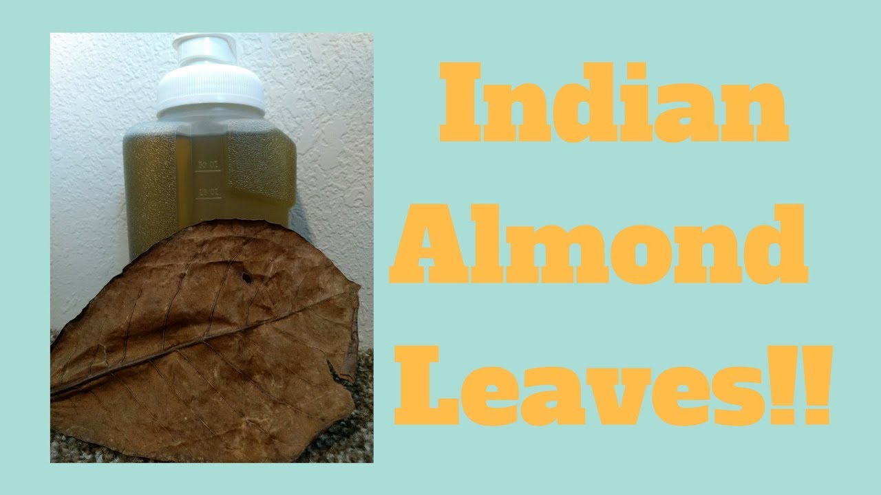 How to use Indian Almond Leaves In Your Aquarium! YouTube