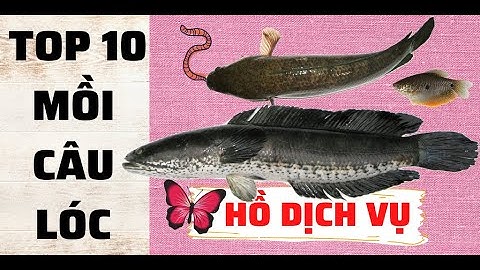 Mồi câu cá lóc hồ giải trí | Mồi câu cá lóc hiệu quả nhất | Nhọng ong câu cá lóc | BenBen Go