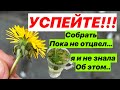 ЗАБУДЬ О ТАБЛЕТКАХ! 50 болезней прочь! пей и смотри что будет..