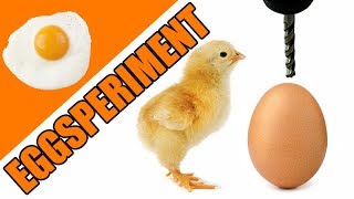EGG vs. DRILL PRESS