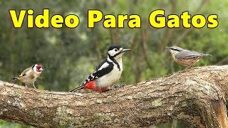 Videos Para Gatos ~ Pájaros Cantando Para Que Los Gatos Los Observen