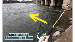 Shad Fishing Chickamauga Dam for BIG Fish