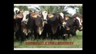 EL GUATE - CHOLO VALDERRAMA