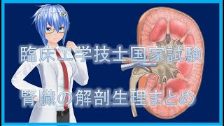 【臨床工学技士】腎臓の解剖生理学まとめ【国家試験】