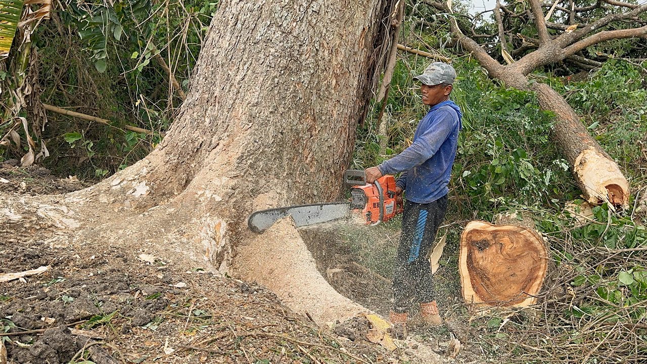 Draining Energy ‼️ Cut down the old trembesi tree across the river ...
