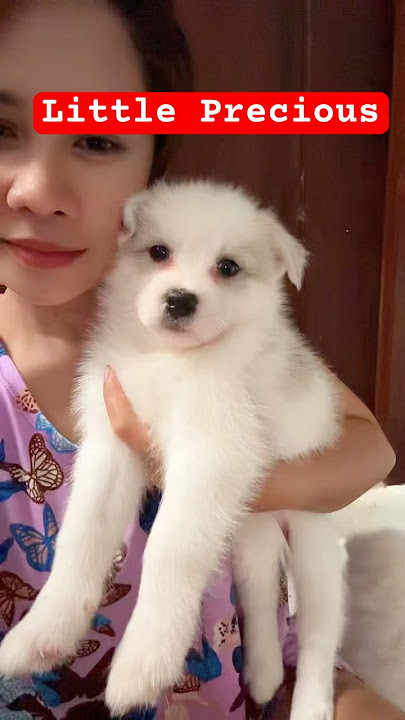 #husky #lobo #fypyoutube #foryou #ytshorts #trending #viralvideo #trendingshorts #fyp #fypシ゚viral