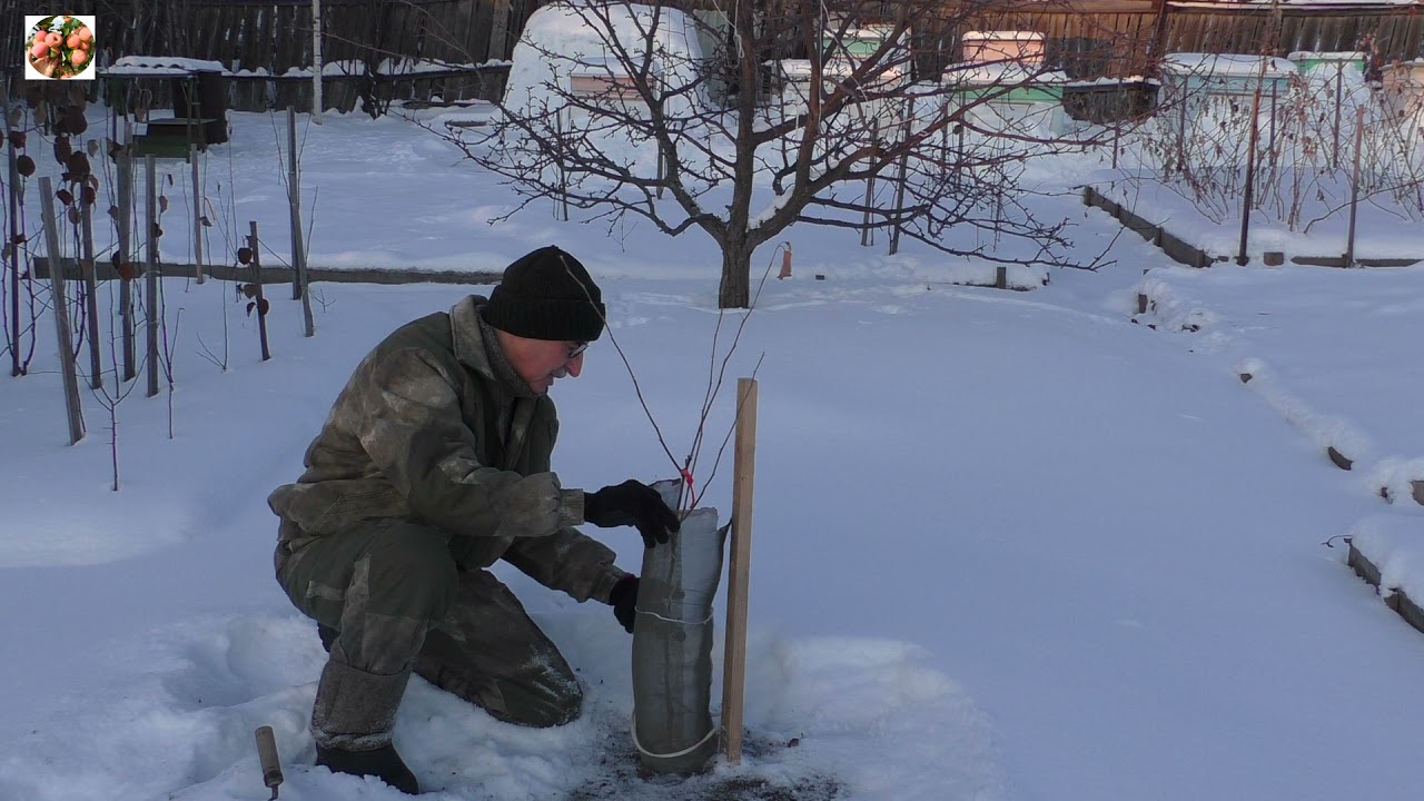 Три способа защиты яблонь от грызунов.