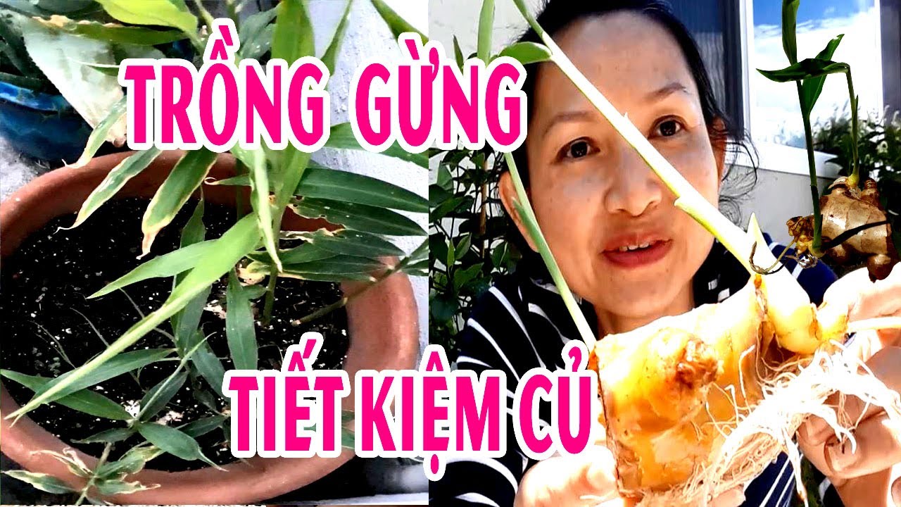CÁCH TRỒNG GỪNG ở MỸ KHÔNG CẦN GIEO TRỒNG HẾT CỦ CHỌN ĐẤT BÓN PHÂN
