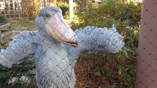 shoe-billed stork ハシビロコウ「アサンテ」に 通りすがりに年初の挨拶