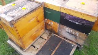 Transferring Nucs-July 28, 2019 - That Bee Man