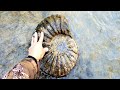 AMAZING~Once in a Lifetime AMMONITES & MATRIX FOUND..!!