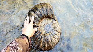 AMAZING~Once in a Lifetime AMMONITES & MATRIX FOUND..!!