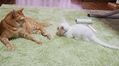 猫 蹴るまとめ Youtube