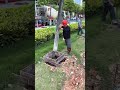 Concrete Tree Foundation Pouring – Urban Landscape Support Installation