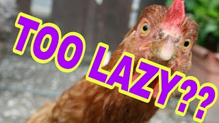 10 Funny Chicken Videos - BackyardChickensHQ