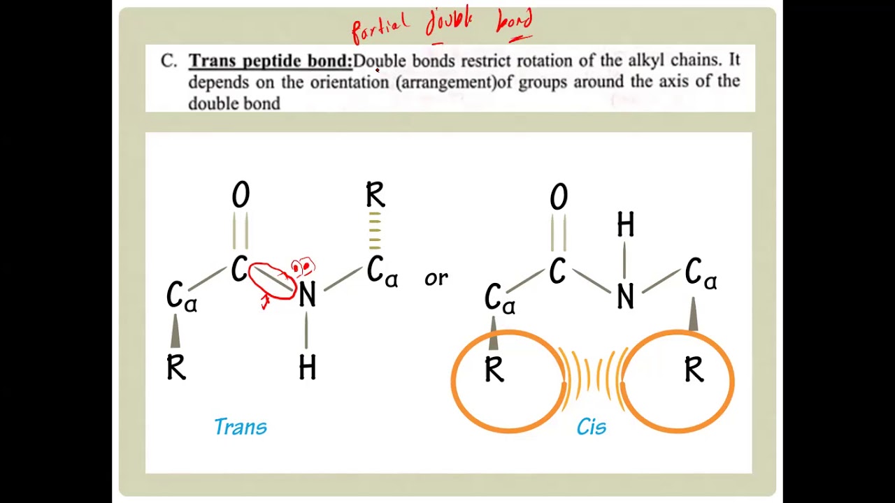 MTI | Biochemistry 3 Peptides 2 , protein structure , Misfolding and Denaturation
