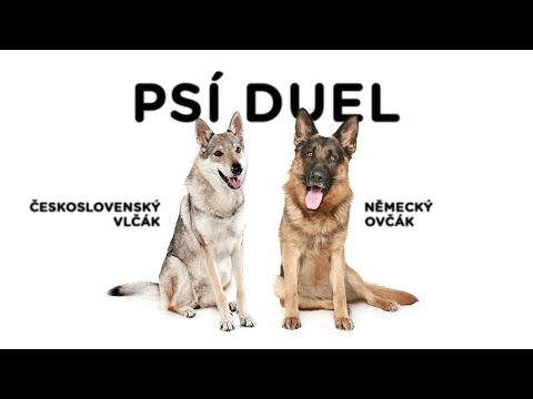 Video: Problémy s cvičením psů s koly