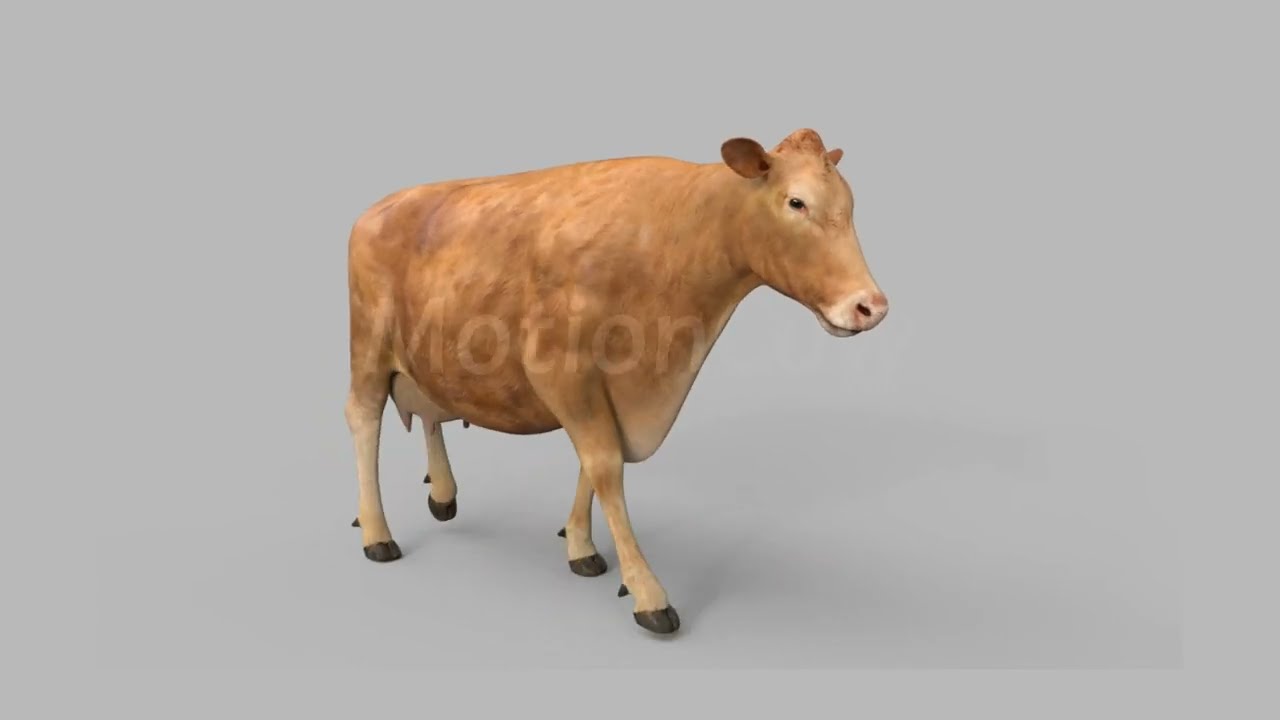 Cow Limousin Pro 3D Model