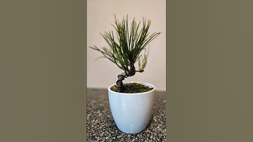 Start the best hobby rn!🌳💚 #bonsai #fyp #fy #wire #bend #prune #repot #pine #style #nature #diy
