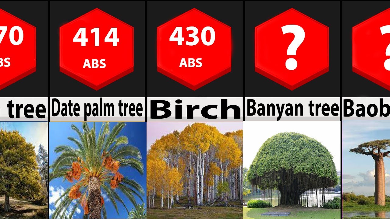 Comparing Trees Comparison: Beautiful Trees - YouTube