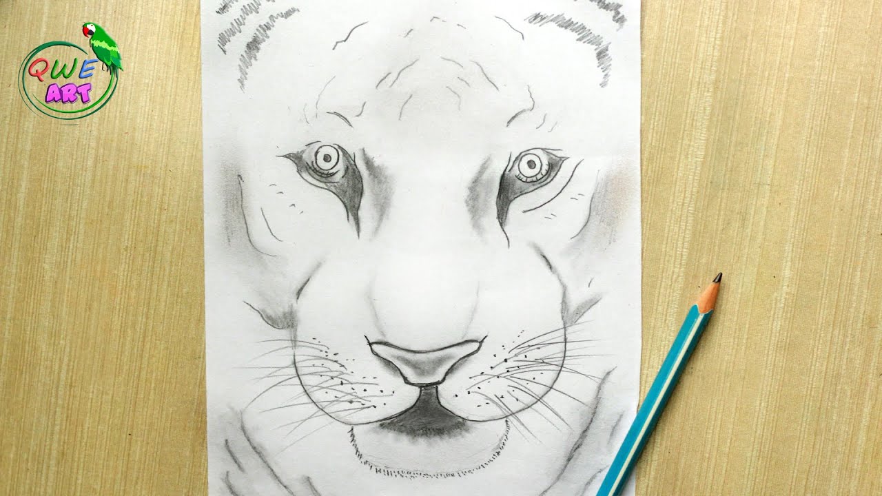 Bengal Tiger Drawing by Shashi Kumar  Pixels