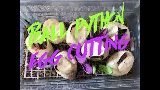 Famous Cutting ball python eggs...i see some Leopards Profile