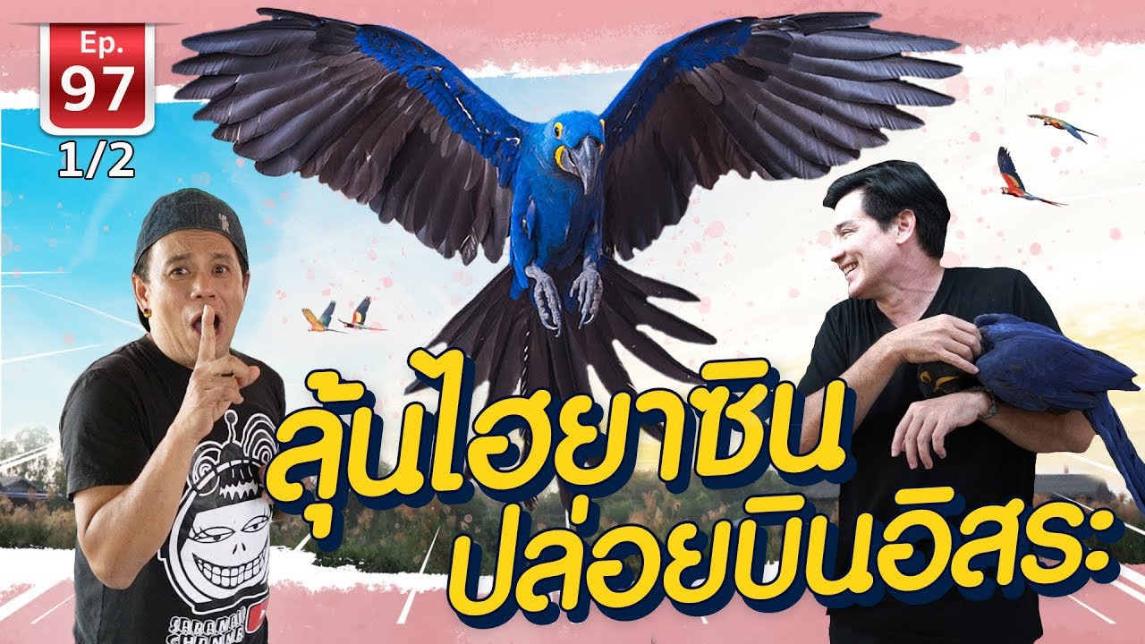 ลุ้นไฮยาซินบินอิสระ จะลงคอนมั๊ย Free-flying hyacin parrots - เพื่อนรักสัตว์เอ้ย EP.97 [1/2]