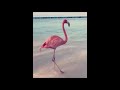 Flashdance Flamingo