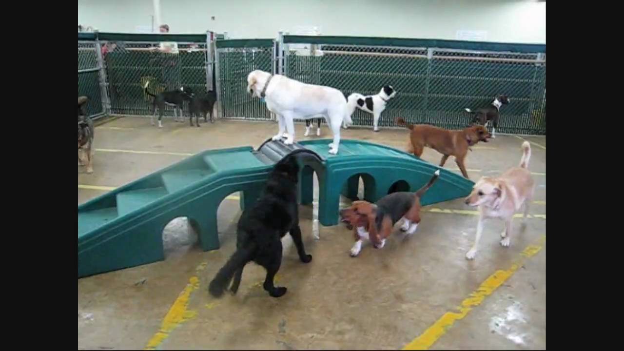 Camp Bow Wow Greenville