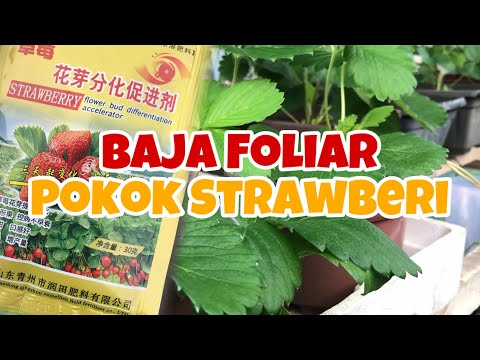 Video: Perosak Strawberi. Bahagian 1