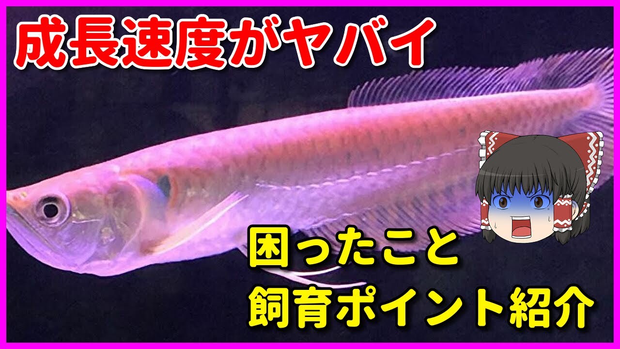アロワナの設備と費用を紹介 餌の値段は一日 円 Youtube
